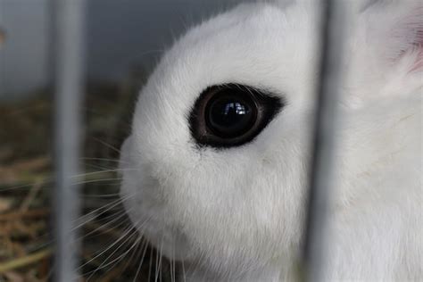 Dwarf Hotot Rabbit Health, Care, Feeding, Temperament, and Coat ...