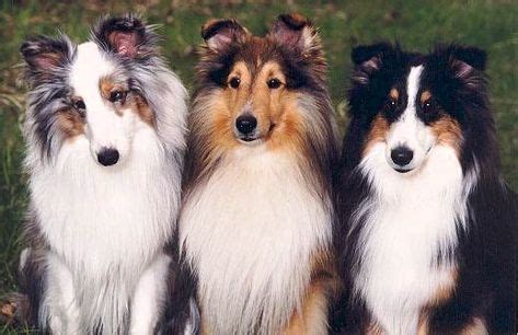 Tri Color Sheltie- by Cris Figueired♥ #shetlandsheepdogcute | Sheep dog puppy, Sheltie, Shetland ...