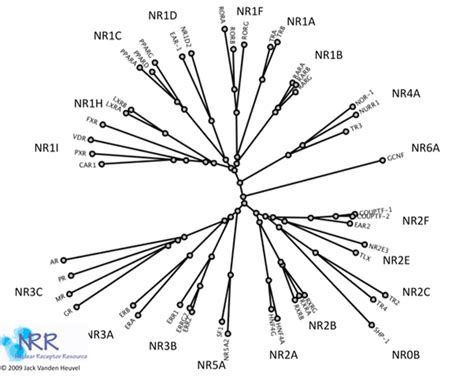 Nuclear Hormone Receptor Overview - More in our blog