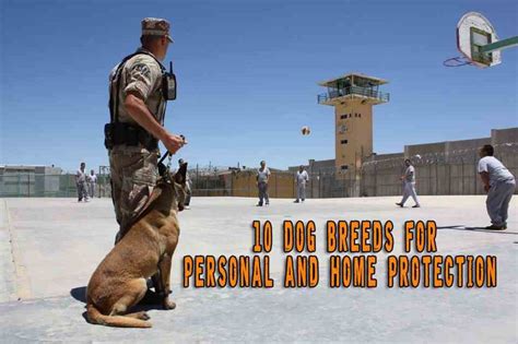 10 Dog Breeds for Personal and Home Protection | Prepper's Will