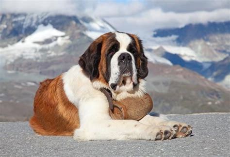 Five Fun Facts About the St. Bernard | PetMD