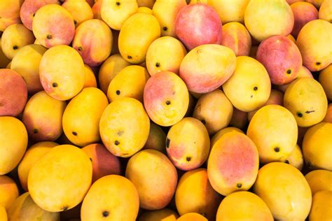 Mad for Mangoes? Plant These Trees and Enjoy Them All Year | Sarasota ...