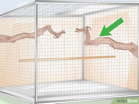 4 Ways to Set Up a Pionus Parrot Habitat - wikiHow Pet