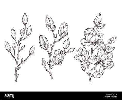 Magnolia sketch. Art floral blossom branch and flowers bunch. Drawing ...