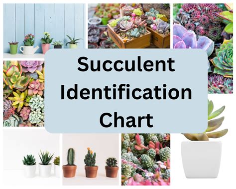 Succulent Identification Chart - find your unknown plant here