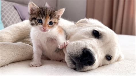 Golden Retriever Puppy and Tiny Kitten Become Best Friends! - YouTube