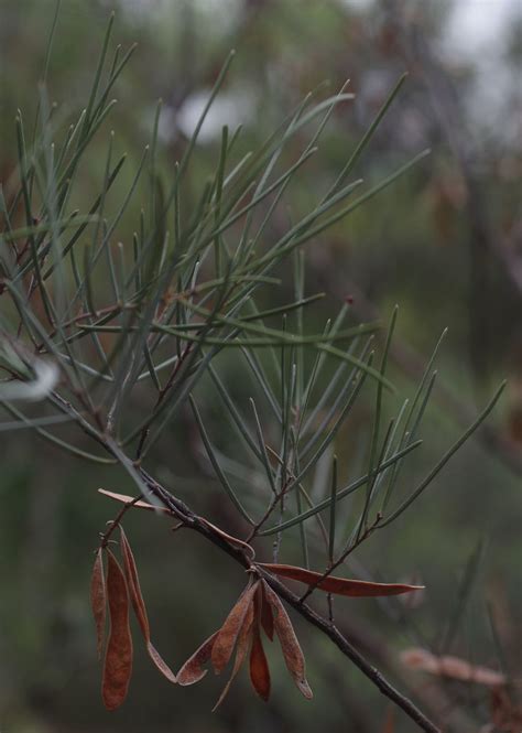 Acacia aneura var intermedia, Australian National Botanic … | Flickr