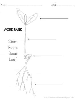 Simple Sprout Identification by Lisa @ Farm Fresh | TpT