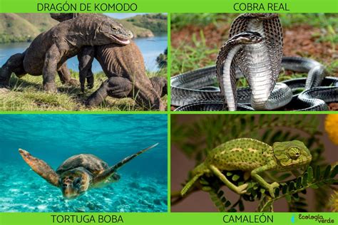 TIPOS de REPTILES, sus características y ejemplos - Resumen