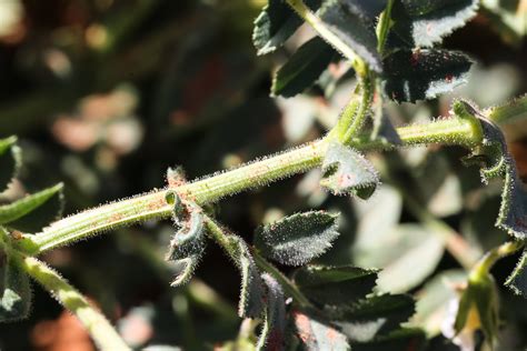 Cicer arietinum - Plant Biodiversity of South-Western Morocco