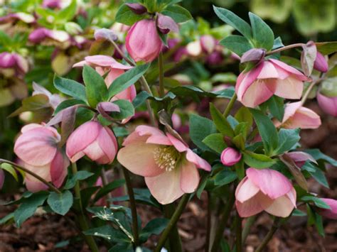 How to Grow and Care for Hellebores | World of Flowering Plants