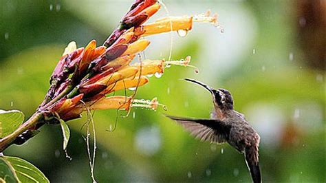 Wildlife Holidays in Trinidad and Tobago - Naturetrek