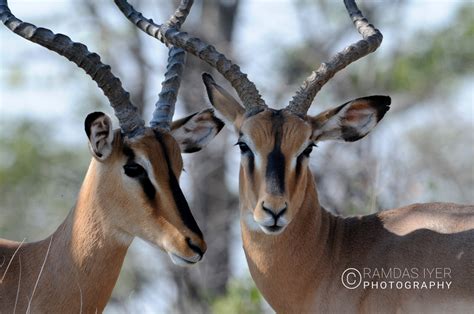 Namibia Wildlife – Ramdas Iyer Photography