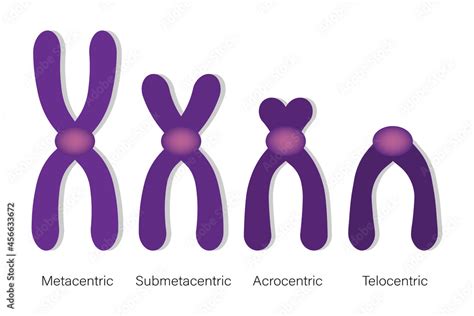 Type of chromosome. Metacentric, Submetacentric, Acrocentric, Telocentric. Classification of ...