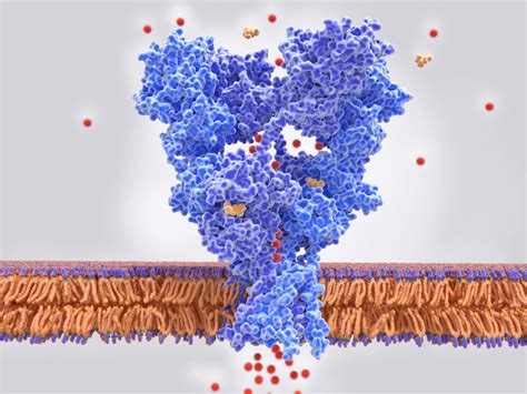 Ionotropic Glutamate Receptors: Structure, Function and Dysfunction - The Physiological Society