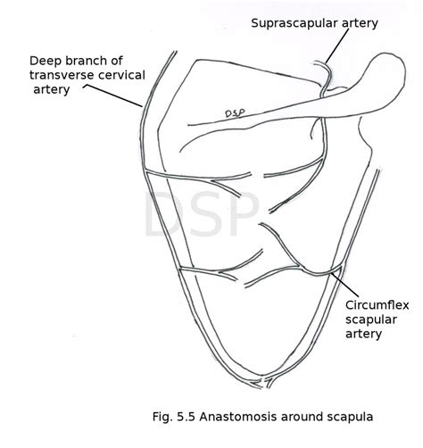 Scapular region - myhumananatomy