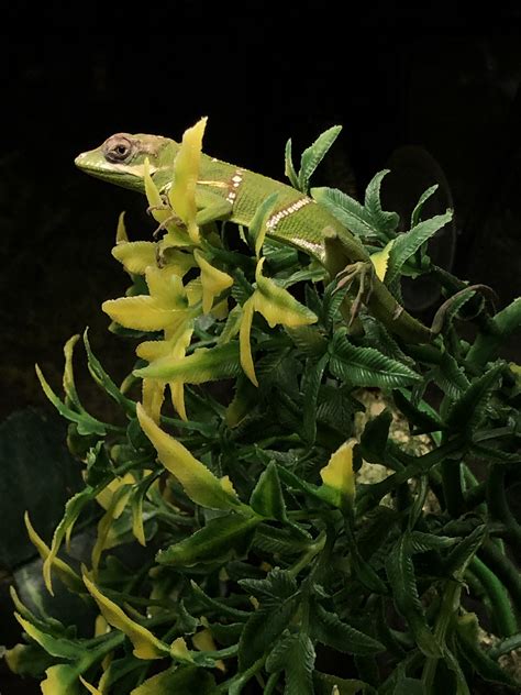 z OUT OF STOCK - CUBAN GIANT KNIGHT ANOLE baby - Anolis eque