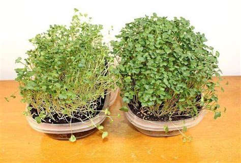 LED Grow Lights for Microgreens, Do They Work? – Afraid Not