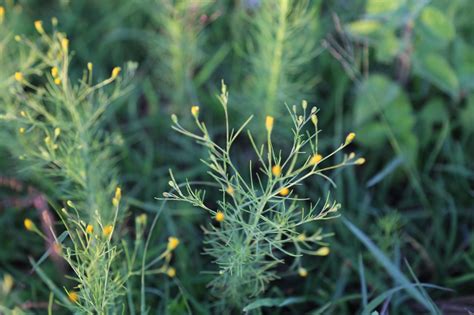 Free stock photo of grass, yellow