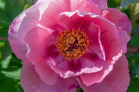 How to Grow and Care for Tree Peony