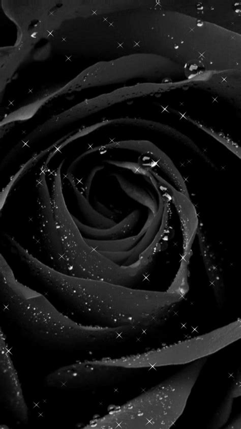 black rose wallpaper phone | black rose wallpaper gif | black rose ...