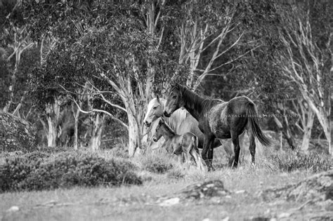 Wild Horse Photography I Natalie Buck Photography - Natalie Buck ...