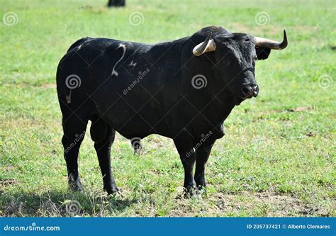 Spanish Fighting Bull with Big Horns on Spain Stock Image - Image of bravery, bullring: 205737421