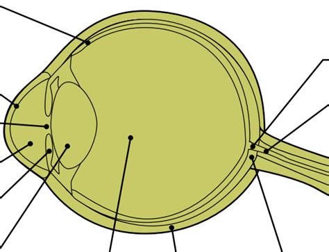 Cow Eye Diagram Part Two Diagram | Quizlet