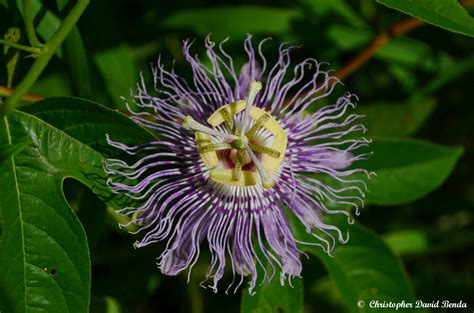 Passiflora incarnata | Illinois Botanizer