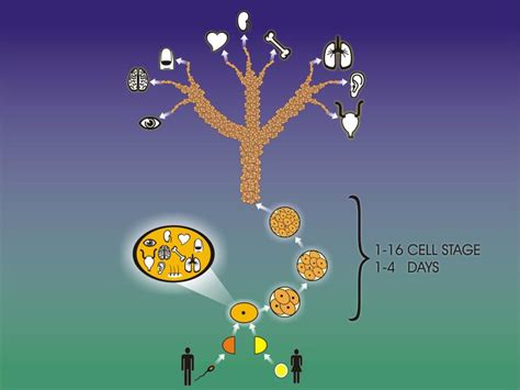 PPT - Ethical problems with cloning: Reproductive Cloning PowerPoint Presentation - ID:6584972