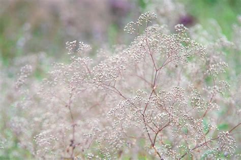 Baby's Breath: Plant Care & Growing Guide