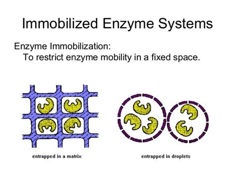 Unit ii immobilization_of_enzyme