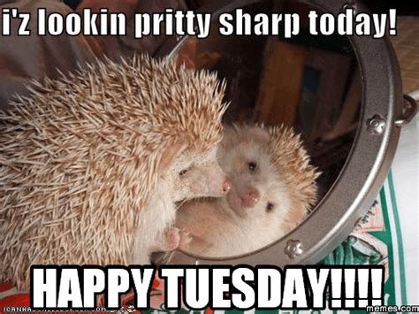 15 Happy Tuesday Memes - Best Funny Tuesday Memes