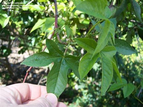 PlantFiles Pictures: Tree Cotton, Creole Cotton, Sea Island Cotton (Gossypium barbadense) by ...