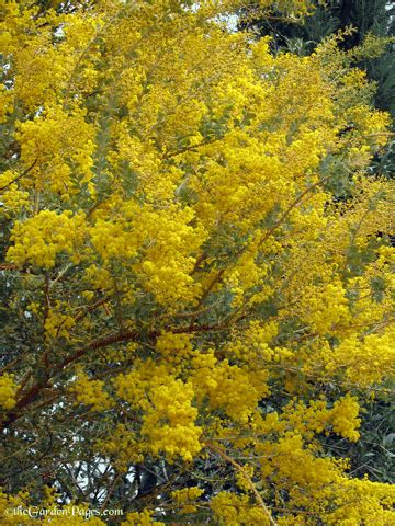 Acacia Tree Flowering Update