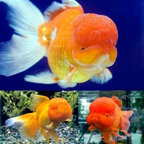 Aquarium Central -Goldfish - Oranda Red Large (Carassius Auratus) 9cm - Aquarium Central