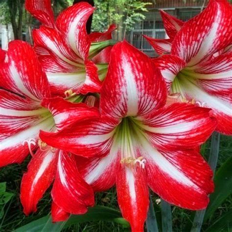 Rare Multi-Color Lily Flower Seeds 100pcs/pack – GreenSeedGarden