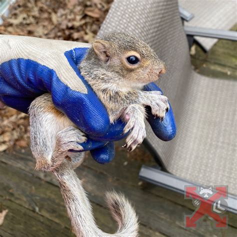 Squirrel Diseases, Squirrels In Home, Safe Removal