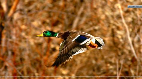 Mallard Duck Wallpapers - Wallpaper Cave