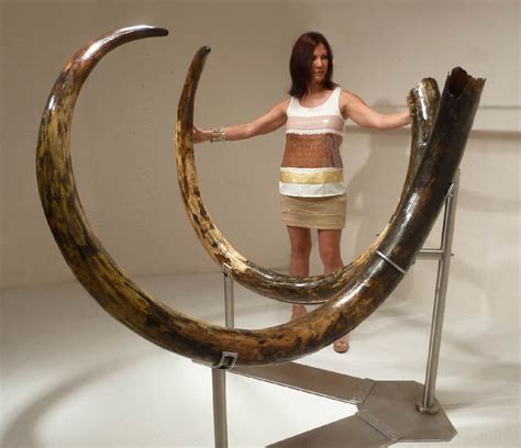 LARGEST MAMMOTH TUSK PAIR WOOLLY WOOLY MAMMOTH TUSKS