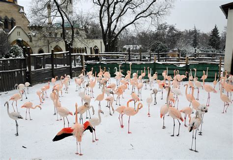 Budapest Zoo’s collection among most diverse in Europe! – Daily News ...