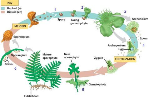 Alternation Of Generations Moss