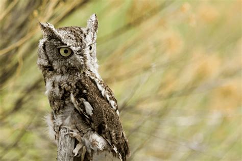 Texas owl sounds – Global Birding Initiative