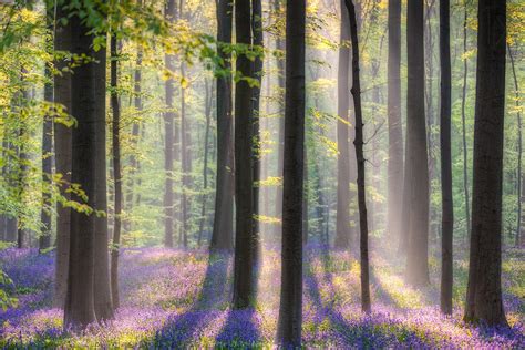 16 Stunning Photos Of The Blue Forest In Belgium That Is Completely Carpeted With Bluebells ...