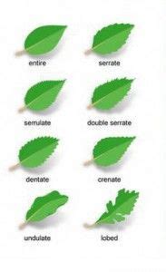 8 Leaf id ideas | leaf identification, tree leaves, tree leaf ...