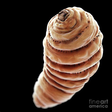 Bot Fly Larva Photograph by Science Picture Co - Fine Art America