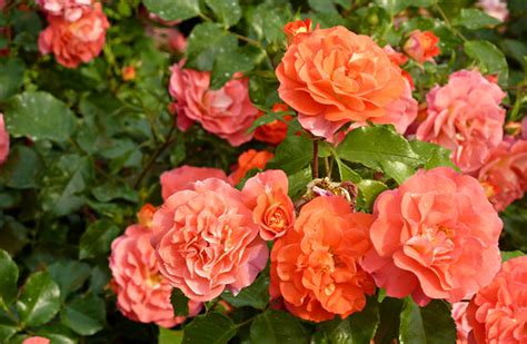 Floribunda Rose 'Brothers Grimm Fairy Tale' | wundoroo | Flickr