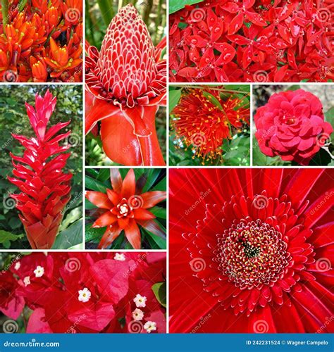 Set of red flowers, Rio stock photo. Image of floral - 242231524