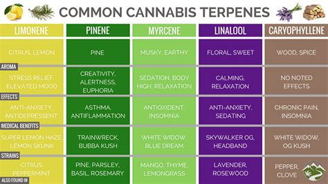 The Effects of Terpenes on Memory | PotGuide