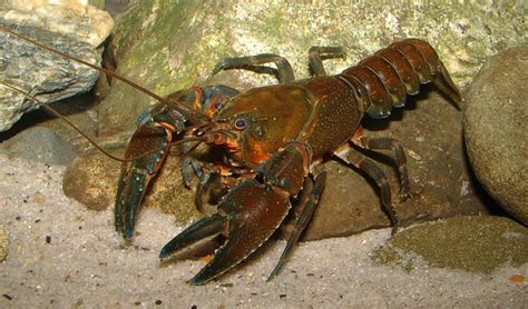 Three new species of Australian crayfish found - Australian Geographic